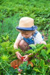 A child eats strawberries in the garden. Selective focus.