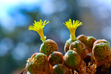 Conophytum sp. - succulent succulent with yellow flowers native to southern Africa on a blurred...