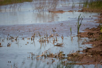 Greater Yellowlegs Wading