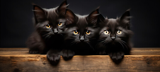 Group of black kittens on rustic wood all looking forward banner 