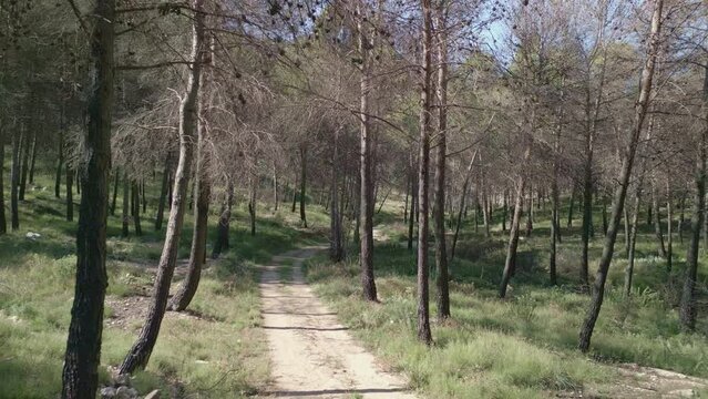 View of devastated forest after wildfire in Mediterranean pine tree forest, Tollos village, Costa Blanca, Spain - stock video
