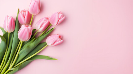 Pink tulips on pink background