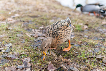 A flock of ducks swimming and eating greedily 