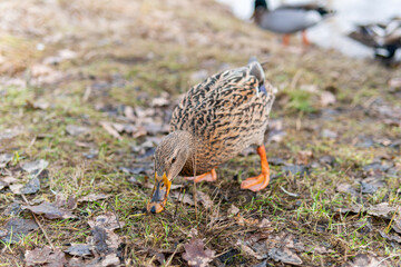 A flock of ducks swimming and eating greedily 