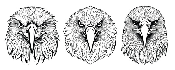 Detailed Bald Eagle Drawing Wildlife Vector Graphic