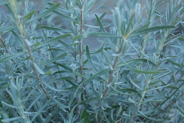 lavender without flowers