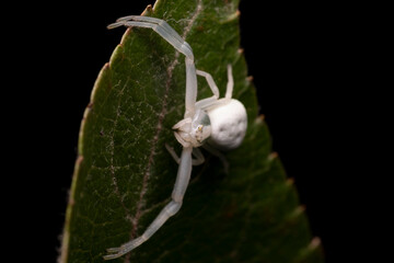 Small Female Crab Spider of the Family Thomisidae