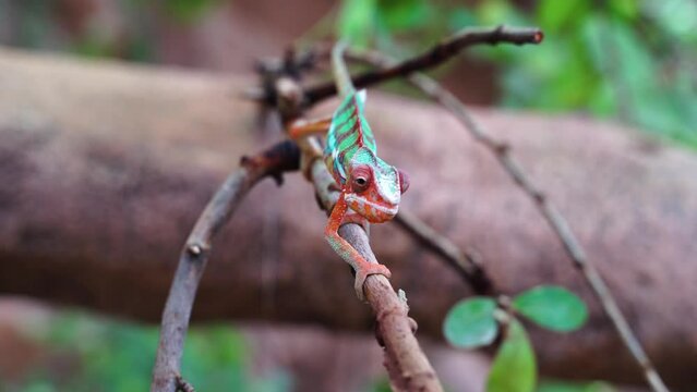 Majestic Chameleon, Wildlife in 4K