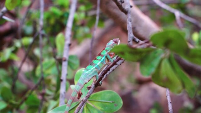 Chameleon in its natural habitat, recorded in 4k