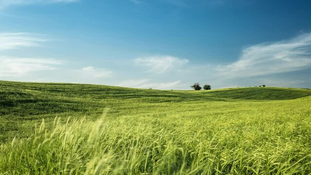 Timelapse field. Clear sunny day on a green hilly field with grass. Cinematic video with nobody for background. Concept of freedom and calmness in unity with nature. Joyful peaceful wilderness