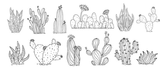 Linear sketch of coloring plants of the succulent and flowering cacti family. Vector graphics. © Катерина Якубович
