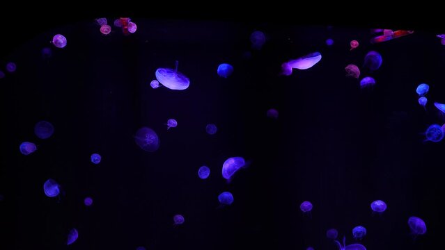 Underwater Biodiversity, Jellyfish in Splendid Definition 4K