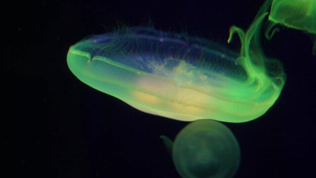 Glowing jellyfish with changing colored lights, mesmerizing underwater abstract motion 4K