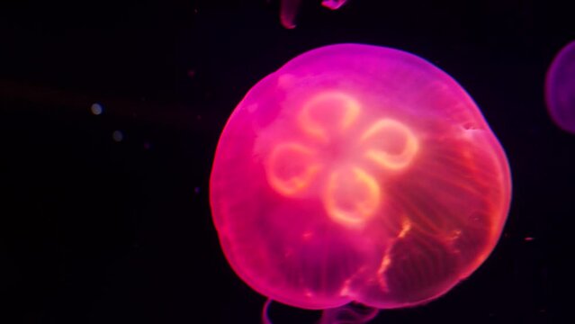 Aquatic Wonders, 4K Jellyfish Changing Color, a Mesmerizing Spectacle in the Depths of the Ocean