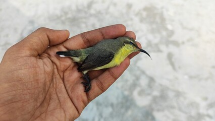 Young man holds a dead bird