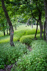 Marhat, Povazsky Inovec mountains, Slovakia
