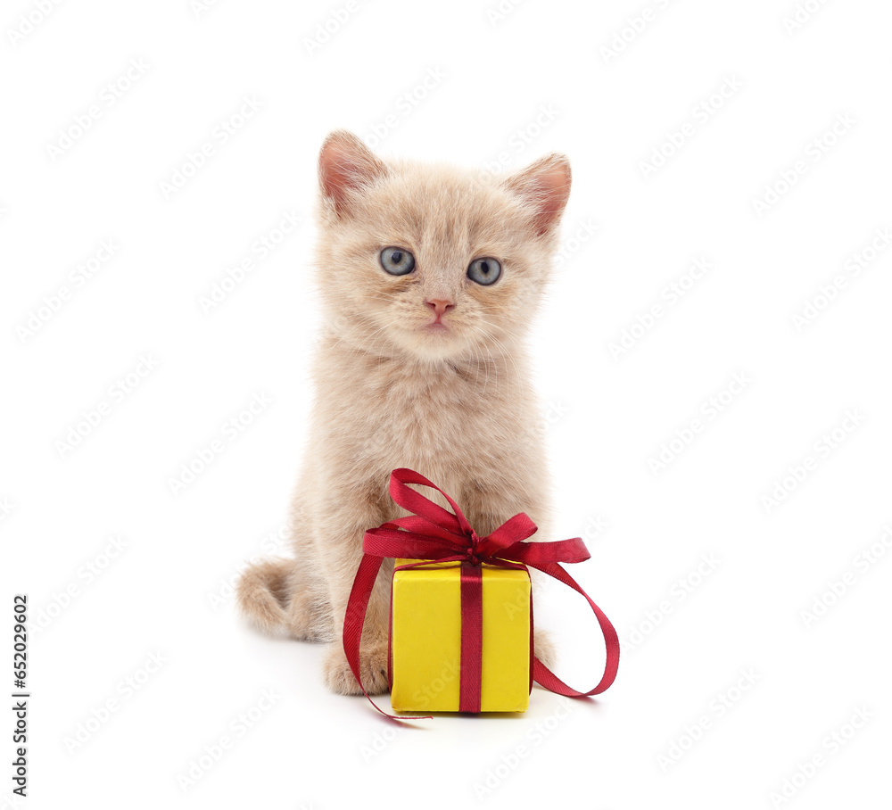 Canvas Prints red kitten with a gift.