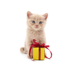 Red kitten with a gift.