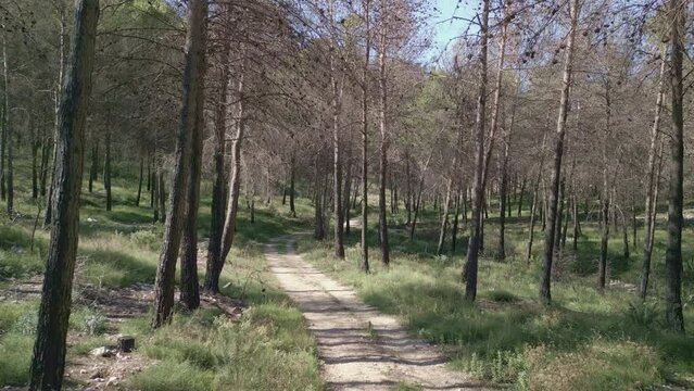 View of devastated forest after wildfire in Mediterranean pine tree forest, Tollos village, Costa Blanca, Spain - stock video