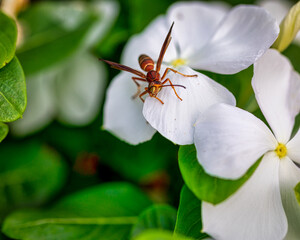 Macro picture of a Wasp on a flower