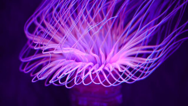 Colorful sea anemone underwater, soft tentacles moving in tropical marine environment 4K