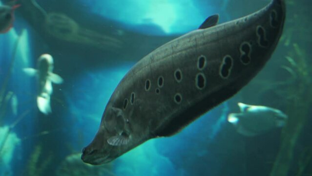 Knife Fish in its Natural Habitat: 4K Underwater Elegance Recording