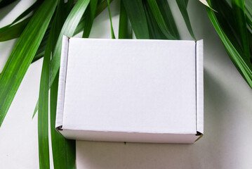 White cardboard box on green palm branch