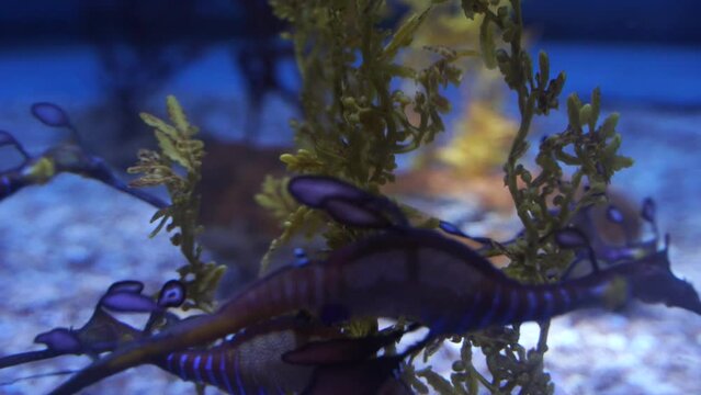 Underwater Conservation, Marine Dragons in 4K