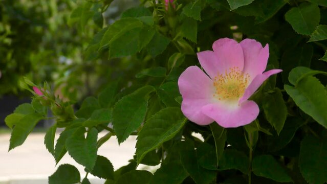 Rosehip flower on a close-up bush. Small town street. Cars and pedestrians