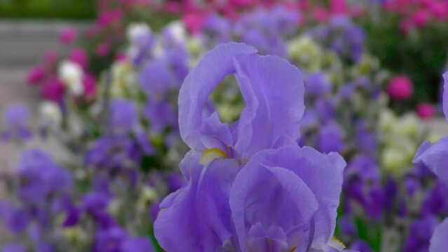 Iris flowers close up on the flower bed against the background of other bright flowers. City landscape. Cars and pedestrians 