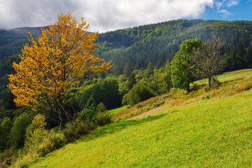tree in yellow foliage on the grassy hill in autumn season. mountain landscape on a sunny day. clouds on the sky