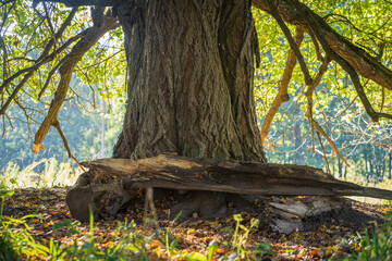 resting place under the old linden tree
