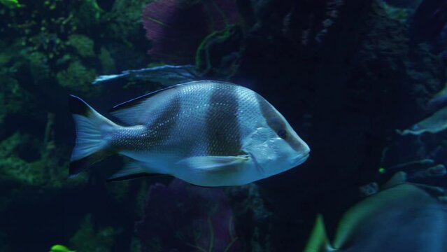 Colorful tropical fish swimming in coral reef, vibrant marine biodiversity underwater 4K