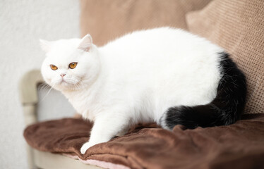 Britisch Kurzhaar Kitten Katze imposant und edel Luxus