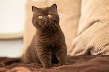 Britisch Kurzhaar Kitten Katze imposant und edel Luxus