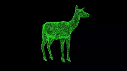 3D Fawn on black background. Zoo Park concept. Wild animals. Business advertising backdrop. For title, text, presentation. 3d animation.