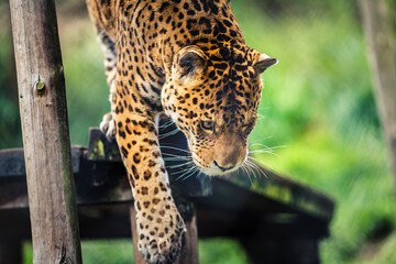 The jaguar is the only big cat in America and the third largest in the world, after tigers and lions. © Creative Pixels