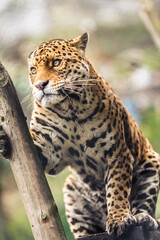 The jaguar is the only big cat in America and the third largest in the world, after tigers and lions. © Creative Pixels