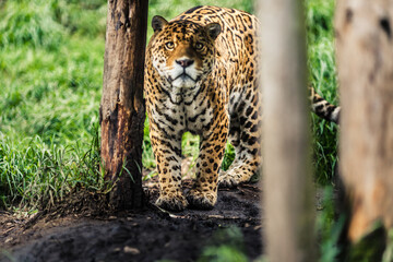 The jaguar is the only big cat in America and the third largest in the world, after tigers and lions. © Creative Pixels