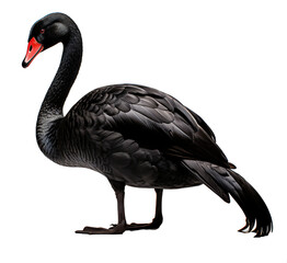 Black swan isolated on the transparent background PNG.