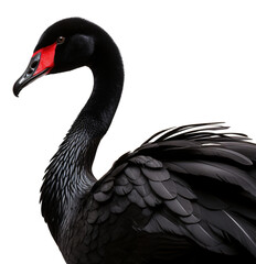Black swan isolated on the transparent background PNG.