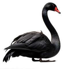 Black swan isolated on the transparent background PNG.