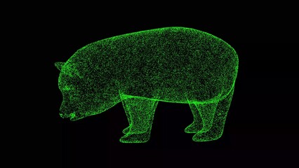 3D Panda on black background. Zoo Park concept. Wild animals. Business advertising backdrop. For title, text, presentation. 3d animation. © Oksana