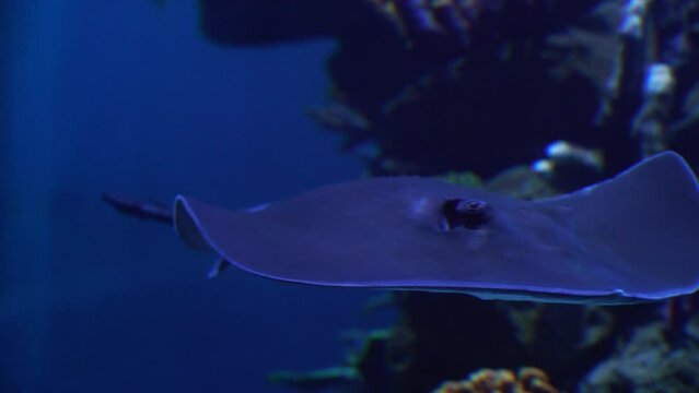 Manta ray swimming gracefully in tropical ocean, underwater wildlife in crystal clear water 4K