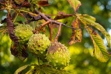 Chestnuts on a horse chestnut tree close-up. Black spots on dry leaves. - obrazy, fototapety, plakaty