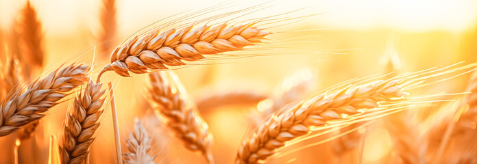 banner. Wheat field. Ears of golden wheat close up. Rich harvest Concept