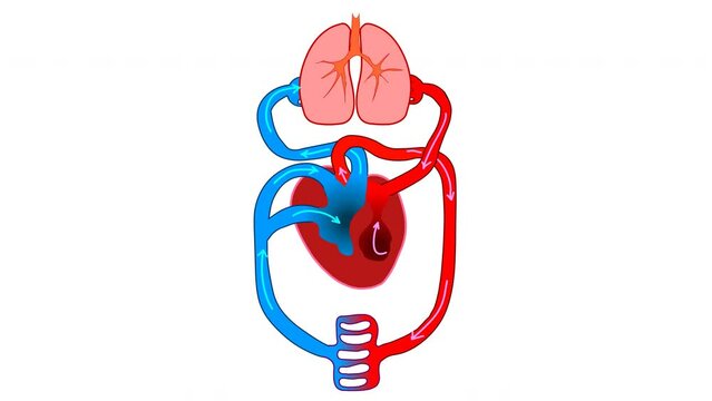 Blood circulatory animation. Stylized heart anatomy, diagram. Human circulation system. Basic annotated. Biology lesson. Loop animated of blood flow with arrows. Drawing video footage