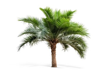 An isolated palm tree with lush green leaves, standing tall against a white background in the tropical paradise of summer.