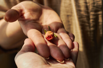 Photo two female hands with dry rose romance.