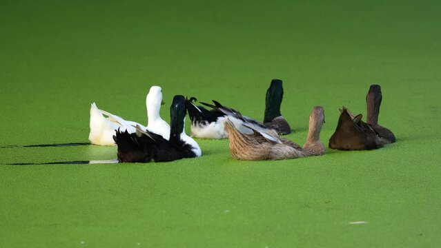 A flock of ducks swimming gracefully in a duckweed covered lake. The duckweed creates a vibrant green carpet on the water surface. The scene is peaceful and serene, and the ducks are a beautiful sight
